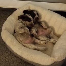 Spinone Italiano Puppies from Stella Del Nord Spinoni Italiani