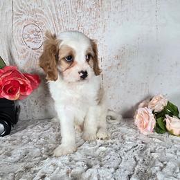 Trevor - Blenheim male Cavapoo puppy in Atwood, Illinois from Peace Road Puppies