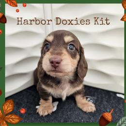 Kit - Chocolate and cream male Dachshund puppy in Panama City, Florida from Harbor Doxies