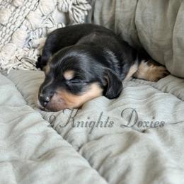 Jacob🖤 - Black and cream male Dachshund puppy in New Braunfels, Texas from 2 Knights Doxies