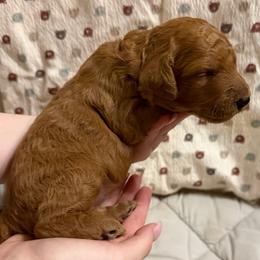 Yellow Collar - Red  female Goldendoodle puppy in Winchester, Tennessee from Mahaffey’s Doodles