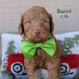 Barrel - Red  male Goldendoodle puppy in Comanche, Texas from Central Texas Doodles, LLC.