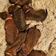 Belgian Laekenois Puppies from Cal Curly Coats Belgian Laekenois