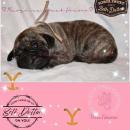 Perro de Presa Canario Puppies from Mesquite Creek Kennels