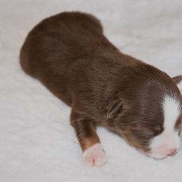 Miniature Australian Shepherd Puppies from Bellewynd Acres