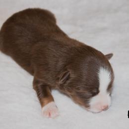 Miniature Australian Shepherd Puppies from Bellewynd Acres