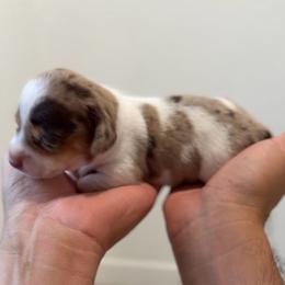 Archie - Piebald male Dachshund puppy in Clovis, California from Lil Sausage Co