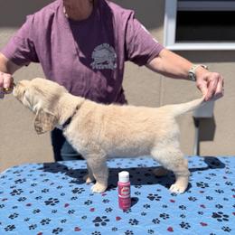 Girl 4 - Berry-Purple - Light golden female Golden Retriever puppy in Mc Minnville, Tennessee from Wishaw Whisky Golden Retrievers