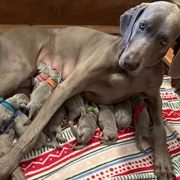 Weimaraner puppies from Moonstone Weimaraners