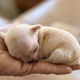 Girl I - Cream and white female Chihuahua puppy in Saint Johns, Florida from Acme Chihuahuas (Cheeky Chis)