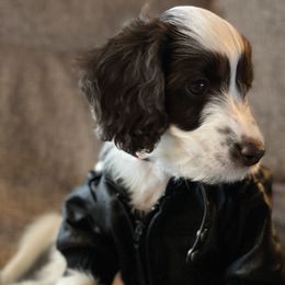 Australian Labradoodle Puppies from Fruitful Beginnings,LLC