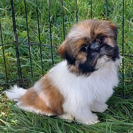 Mimosa - Shih Tzu
