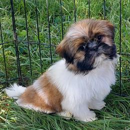 Mimosa - Shih Tzu