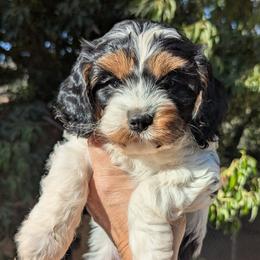 Jersey - Tri-color male Cavapoo puppy in Placerville, California from Quartz Mountain Doodles