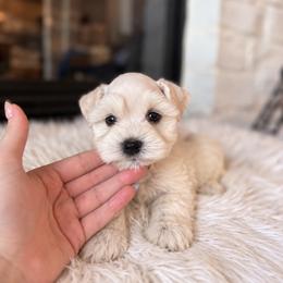 Layla - White female Miniature Schnauzer puppy in Richmond, Texas from Poodles of the south