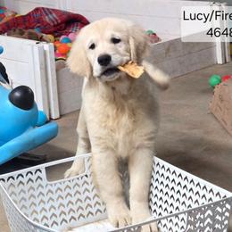 Lucy Girl 4 - Light golden female Golden Retriever puppy in Niles, Michigan from Composer Goldens