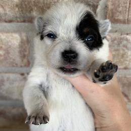 Girl 1 - Blue female Australian Cattle Dog puppy in Irvington, Kentucky from Dry Valley’s Australian Cattle Dogs