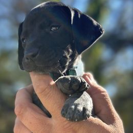 Jersey - Black roan female German Shorthaired Pointer puppy in Six Mile, South Carolina from The Proper Pointer Co.