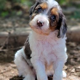 Cavapoo Puppies from Southwest Cavapoos