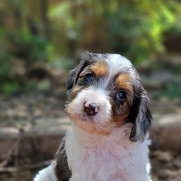 Cavapoo Puppies from Southwest Cavapoos