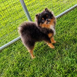 Bluey - Blue and tan male Pomeranian puppy in Middlefield, Ohio from Twice The Love Pomeranians