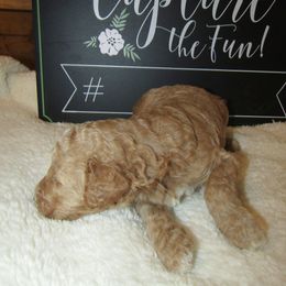 Goldendoodle and Poodle Puppies from David & Patricia Elliott