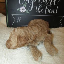 Goldendoodle and Poodle Puppies from David & Patricia Elliott