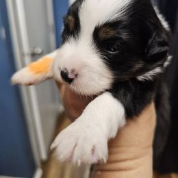 Taylor - Black tri female Miniature Australian Shepherd puppy in Dunnellon, Florida from Ever After Mini Aussies
