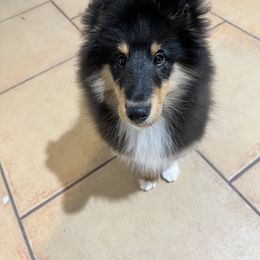 Boy 1 - Shetland Sheepdog puppy in Fulshear, Texas from Karisma