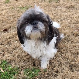 Shih Tzus from Lisa's Shih Tzus