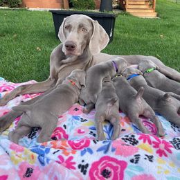 Weimaraner Puppies from Rustic Moon Weimaraners