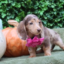Scarlett ( Choc. Dapple Female ) - Chocolate female Dachshund puppy in Woodbine, Georgia from Bowdachs Cream Pies