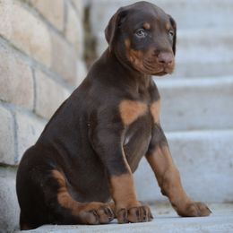 Doberman Pinscher Puppies from Obsidian Kennels