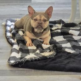 Valentina - Blue fawn female French Bulldog puppy in Victorville, California from Californiadreamyshihtzus