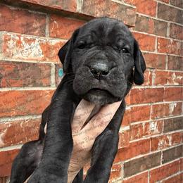 Aurora - Black female Great Dane puppy in Granbury, Texas from Anderson Blau’s Great Danes