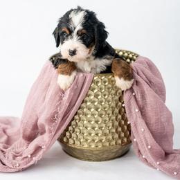 Honey - Tri-color female Bernedoodle puppy in Lititz, Pennsylvania from Sleepy Hollow Acres