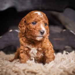 Mia - Red  female Goldendoodle puppy in Tyner, Kentucky from Good Dog Doodles