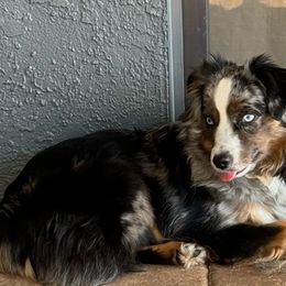 Nyx - Miniature Australian Shepherd