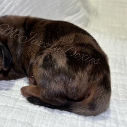 Dapple boy 1 - Dapple male Dachshund puppy in Chehalis, Washington from McJazzin Doxies