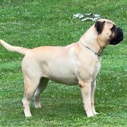 Bullmastiff Puppies from Amulet Bullmastiffs