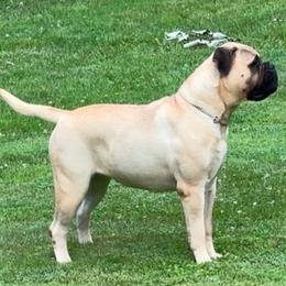 Bullmastiff Puppies from Amulet Bullmastiffs
