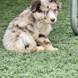 Australian Shepherd and Miniature Australian Shepherd Puppies from Elevation Kennels