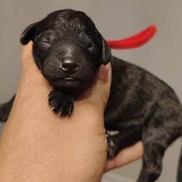 Bronco - Black male Double Doodle puppy in Cordova, Tennessee from TrueLine kennels