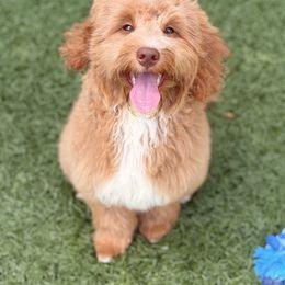 Aussiedoodle, Bordoodle, and Goldendoodle Puppies from Calena’s Doodles