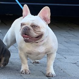 Sister - French Bulldog