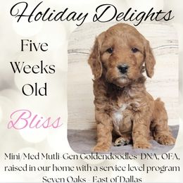 Bliss - Red  female Goldendoodle puppy in Scurry, Texas from 07 Seven Oaks Goldens and Doodles