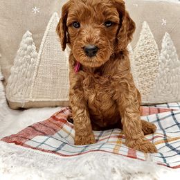 Bernedoodle, Goldendoodle, and Sheepadoodle Puppies from Maplesierradoodles