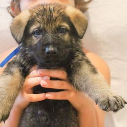 German Shepherd Puppies from Vonherdom German Shepherds