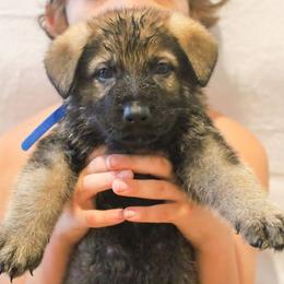 German Shepherd Puppies from Vonherdom German Shepherds