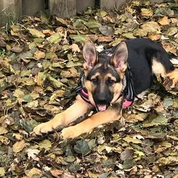 German Shepherd All Grown Up from TNT Pups
